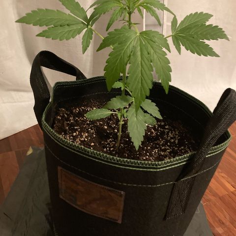 Zkittlez OG Auto growlog timeline photo
