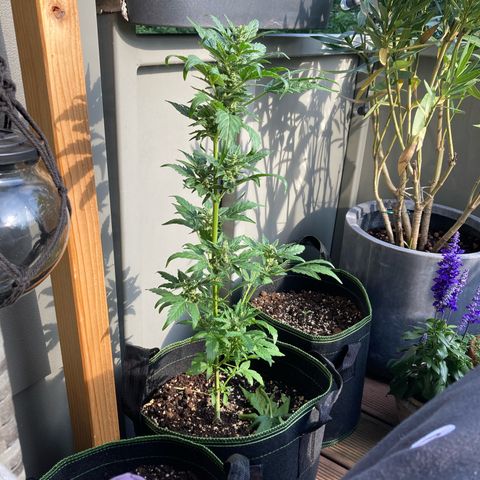 Zkittlez OG Auto growlog timeline photo