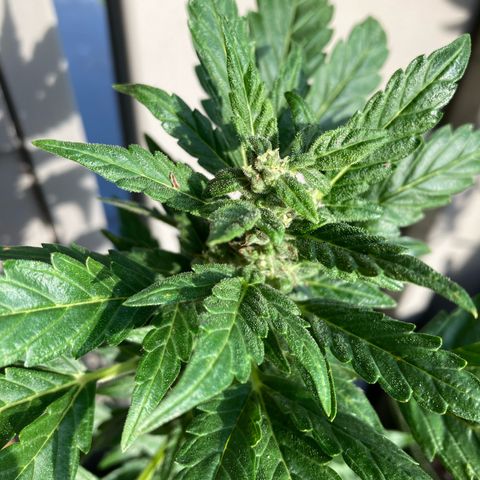 Zkittlez OG Auto growlog timeline photo