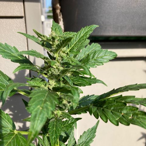 Zkittlez OG Auto growlog timeline photo
