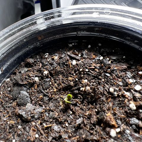 Bloody Skunk Auto growlog photo: Named the plants #1,2 and 3