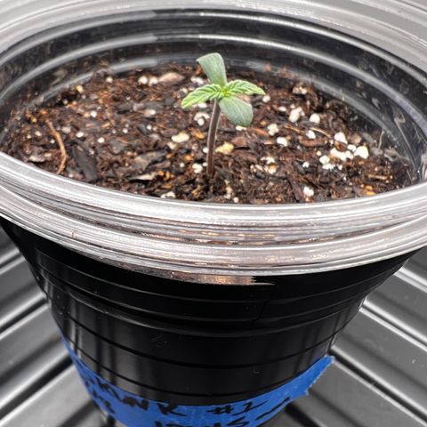 Bloody Skunk Auto growlog photo: Took domes off. Flipped lights to 18/6. Packed soil down with thumb to rid some air pockets. 