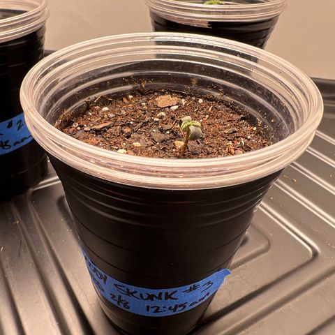Bloody Skunk Auto growlog photo: Took domes off. Flipped lights to 18/6. Packed soil down with thumb to rid some air pockets. 