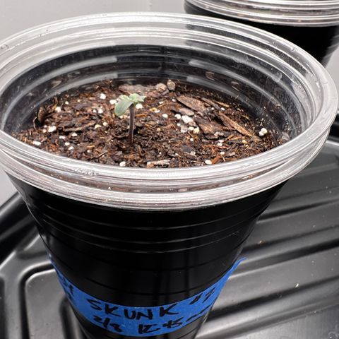 Bloody Skunk Auto growlog photo: Took domes off. Flipped lights to 18/6. Packed soil down with thumb to rid some air pockets. 