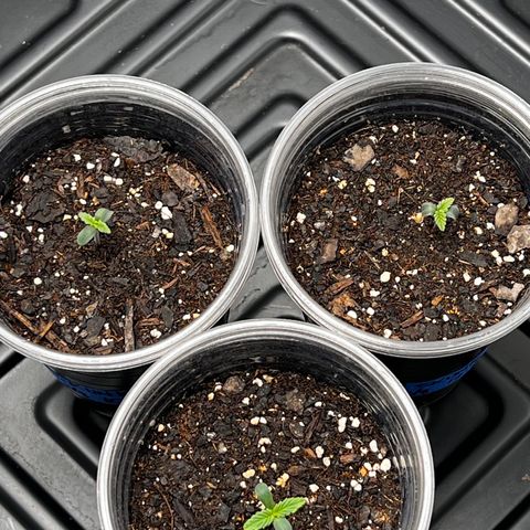 Bloody Skunk Auto growlog timeline photo