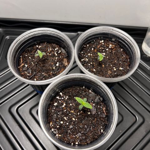 Bloody Skunk Auto growlog photo: Sprayed water on them. Then poured a little on them as well. Signs of root growth is very visible. 