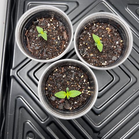 Bloody Skunk Auto growlog photo: All three plants show very good signs of growth. Gave them water and a little spray of nutrients. 