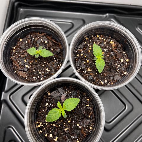 Bloody Skunk Auto growlog photo: Sprayed with water then a little spray of nutrients. Then a very small spray of water again. 