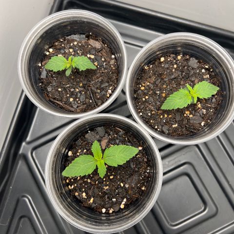 Bloody Skunk Auto growlog photo: Front #1
Left rear #2
Right rear #3