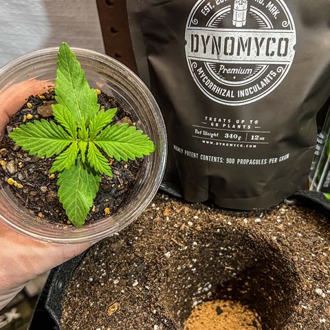 Bloody Skunk Auto growlog timeline photo
