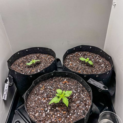 Bloody Skunk Auto growlog timeline photo