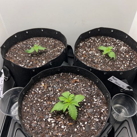 Bloody Skunk Auto growlog timeline photo