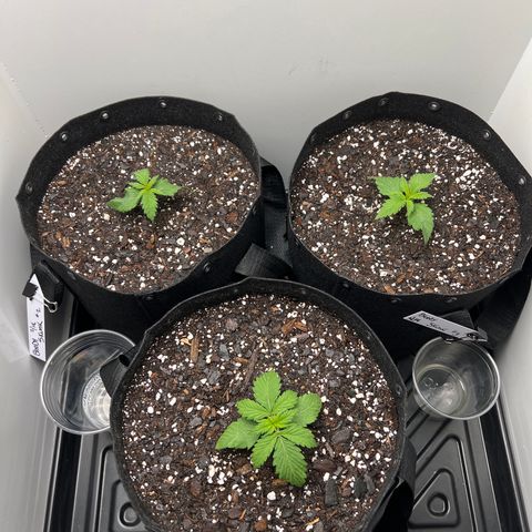 Bloody Skunk Auto growlog timeline photo
