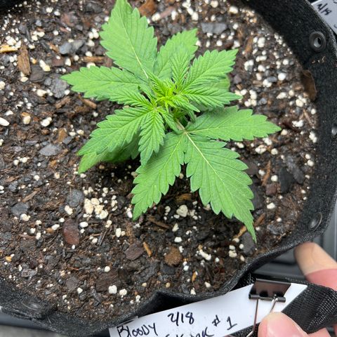 Bloody Skunk Auto growlog timeline photo