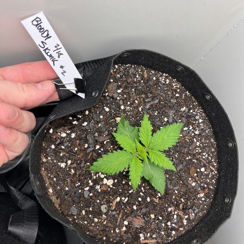 Bloody Skunk Auto growlog timeline photo