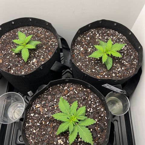 Bloody Skunk Auto growlog timeline photo