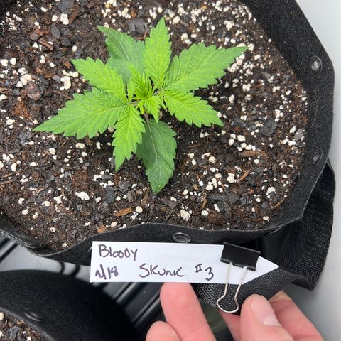 Bloody Skunk Auto growlog timeline photo
