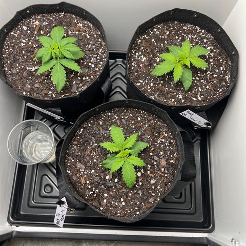 Bloody Skunk Auto growlog photo: Moved 2 to the front and 1 to back left. To see if maybe it would help 2 catch up. 