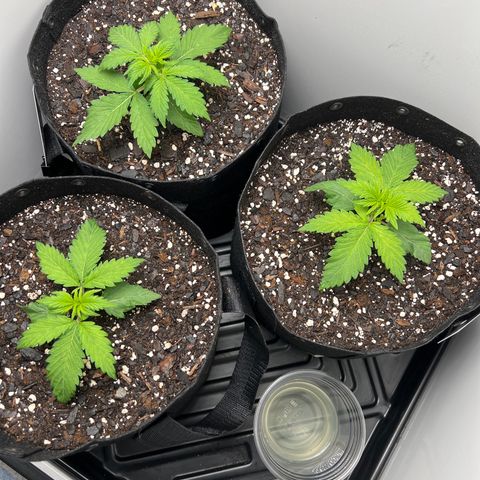 Bloody Skunk Auto growlog timeline photo