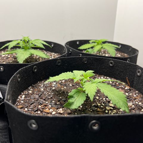 Bloody Skunk Auto growlog timeline photo