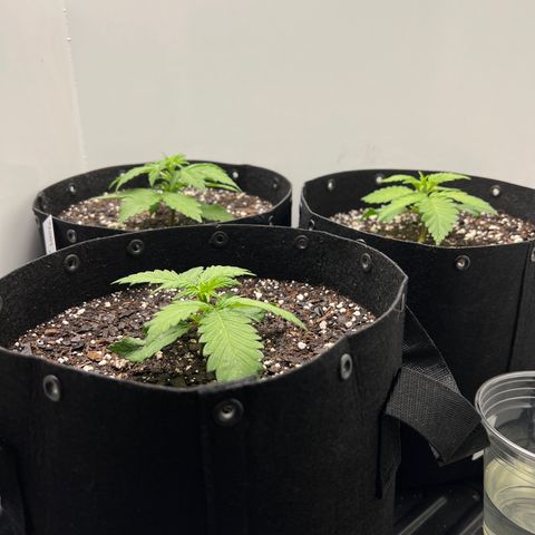 Bloody Skunk Auto growlog timeline photo