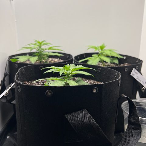 Bloody Skunk Auto growlog timeline photo