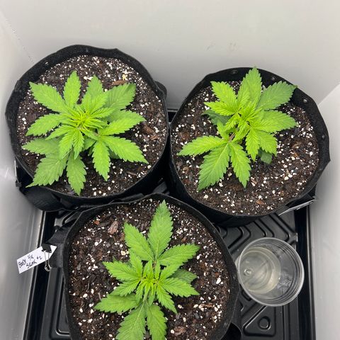 Bloody Skunk Auto growlog timeline photo
