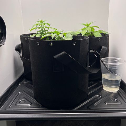 Bloody Skunk Auto growlog photo: Gave last of water in jug. Mixed nutrients up. Went heavier with grow and CaMg+. Rotated the plants so other side could get more light. 