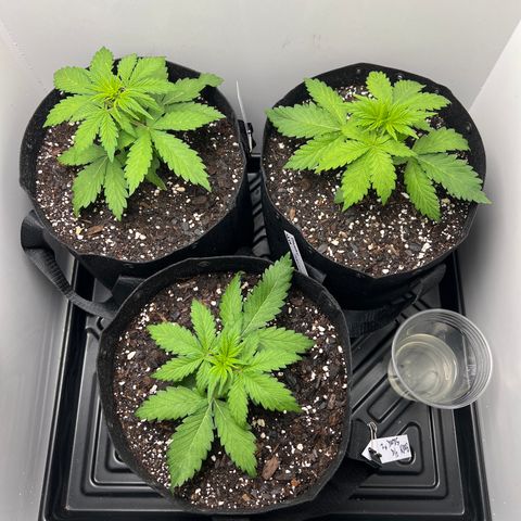 Bloody Skunk Auto growlog photo: Gave last of water in jug. Mixed nutrients up. Went heavier with grow and CaMg+. Rotated the plants so other side could get more light. 
