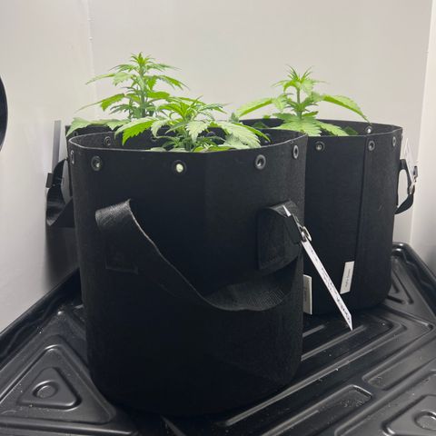 Bloody Skunk Auto growlog timeline photo