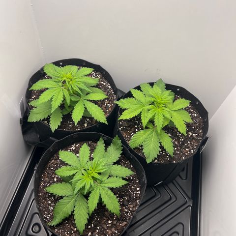 Bloody Skunk Auto growlog timeline photo
