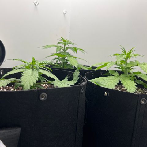 Bloody Skunk Auto growlog timeline photo