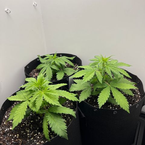Bloody Skunk Auto growlog photo: At watering rotated plant spots. Pulled one forward to water move one in back over and so forth. Will do this until scrog net is up. LST training might start this weekend. 1 and 2