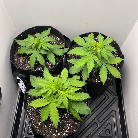 Bloody Skunk Auto growlog photo: At watering rotated plant spots. Pulled one forward to water move one in back over and so forth. Will do this until scrog net is up. LST training might start this weekend. 1 and 2