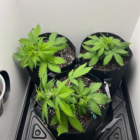 Bloody Skunk Auto growlog photo: LST training started on the two bigger ones. 