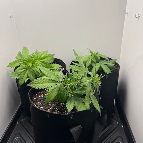 Bloody Skunk Auto growlog photo: LST training started on the two bigger ones. 