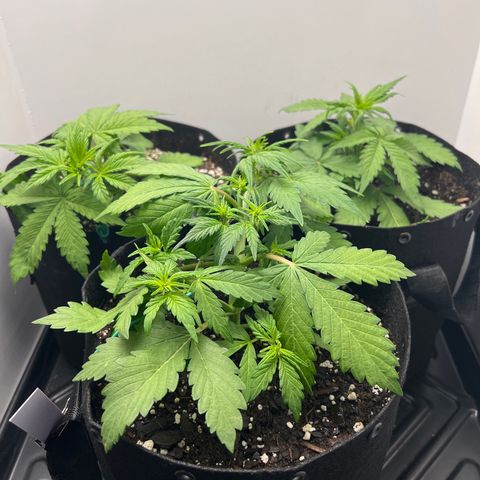 Bloody Skunk Auto growlog timeline photo