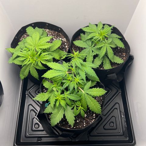 Bloody Skunk Auto growlog timeline photo