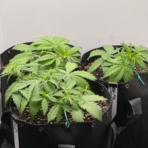 Bloody Skunk Auto growlog timeline photo