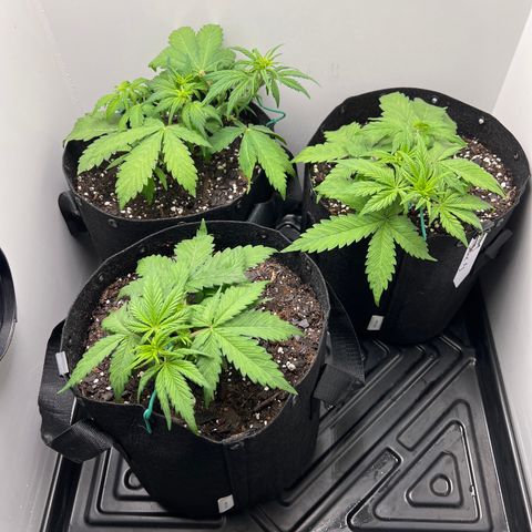 Bloody Skunk Auto growlog timeline photo