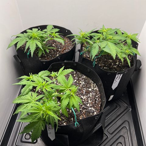 Bloody Skunk Auto growlog timeline photo