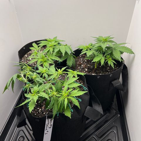 Bloody Skunk Auto growlog timeline photo