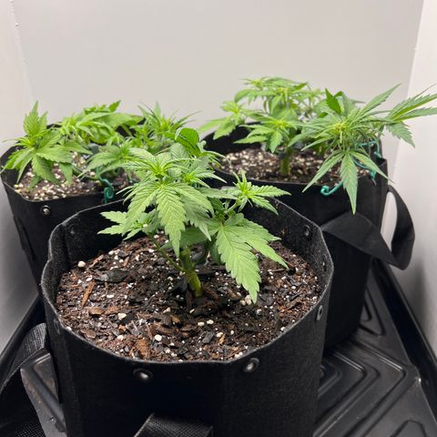 Bloody Skunk Auto growlog timeline photo