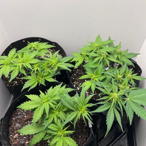Bloody Skunk Auto growlog timeline photo