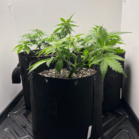 Bloody Skunk Auto growlog timeline photo