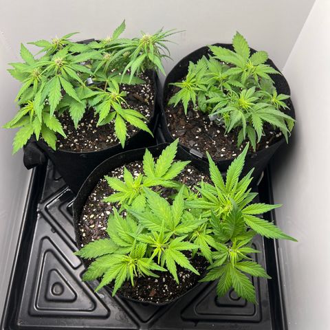 Bloody Skunk Auto growlog timeline photo