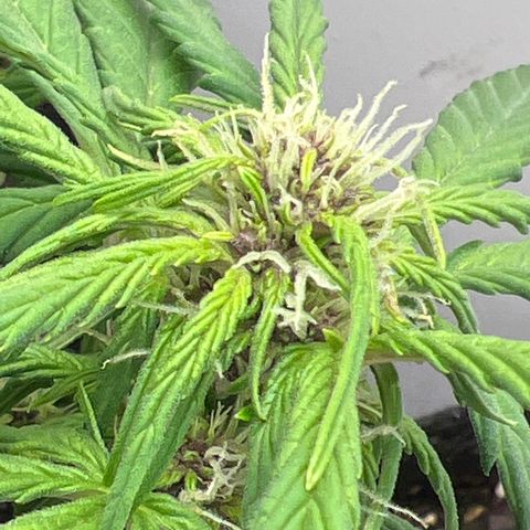 Bloody Skunk Auto growlog timeline photo