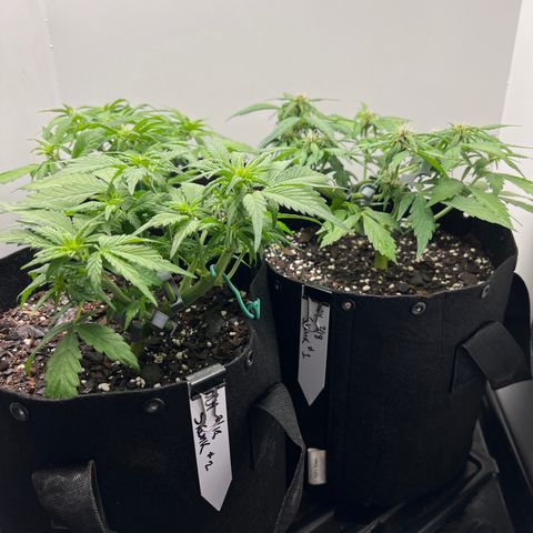 Bloody Skunk Auto growlog timeline photo
