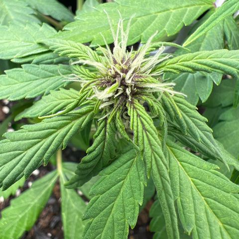 Bloody Skunk Auto growlog timeline photo