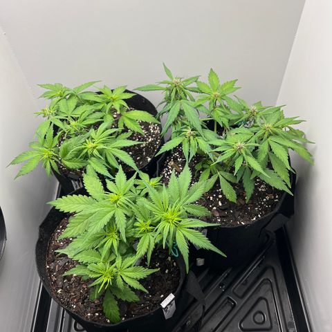 Bloody Skunk Auto growlog timeline photo